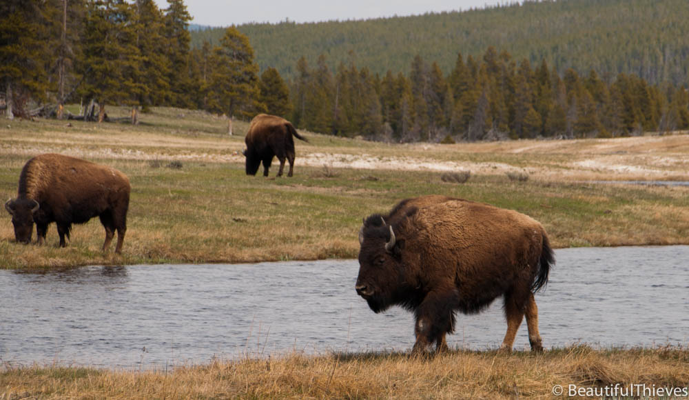 buffalo yellowstone national park
