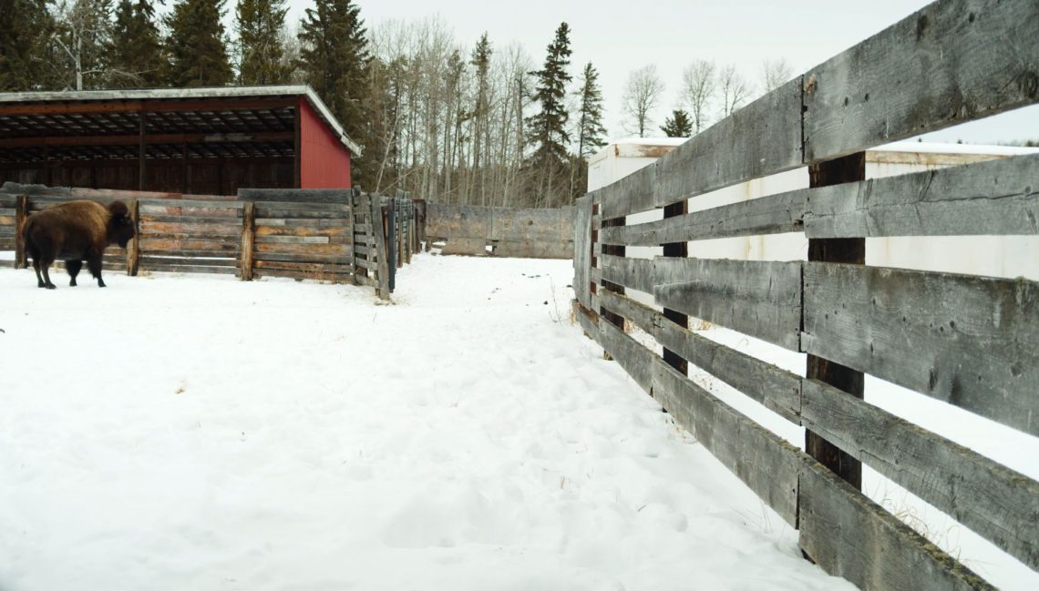 a buffalo sits on the edge of the farm closed in a pen with an open barn in the background and snow covering the ground